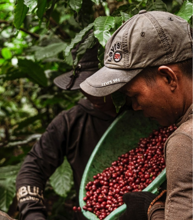 The unique terroir of Indonesian coffee regions